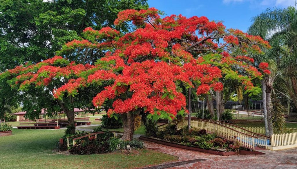 Aibonito Flower Festival